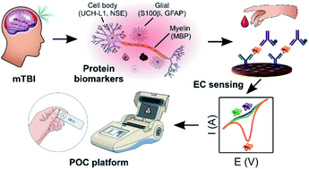 Graphical abstract: Electrochemical sensing of blood proteins for mild traumatic brain injury (mTBI) diagnostics and prognostics: towards a point-of-care application