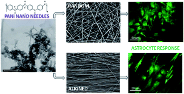 Graphical abstract: Polyaniline nano-needles into electrospun bio active fibres support in vitro astrocyte response