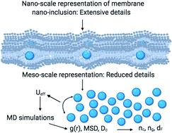 Graphical abstract: An efficient approach to study membrane nano-inclusions: from the complex biological world to a simple representation