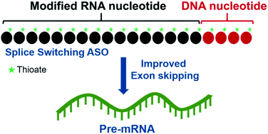 Graphical abstract: Evaluation of DNA segments in 2′-modified RNA sequences in designing efficient splice switching antisense oligonucleotides