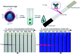 Graphical abstract: Dual-signal lateral flow assay using vancomycin-modified nanotags for rapid and sensitive detection of Staphylococcus aureus