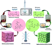 Graphical abstract: A highly efficient microwave-assisted synthesis of an LED-curable methacrylated gelatin for bio applications