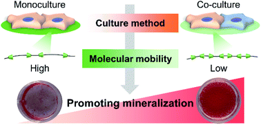 Graphical abstract: Synergy of molecularly mobile polyrotaxane surfaces with endothelial cell co-culture for mesenchymal stem cell mineralization
