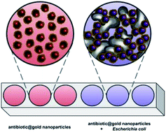 Graphical abstract: Facile synthesis of antibiotic-functionalized gold nanoparticles for colorimetric bacterial detection