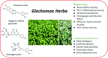 Graphical abstract: The phytochemistry, pharmacology and traditional medicinal use of Glechomae Herba – a systematic review