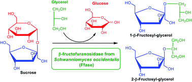 Graphical abstract: Enzymatic synthesis of novel fructosylated compounds by Ffase from Schwanniomyces occidentalis in green solvents