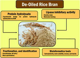 Graphical abstract: An in vitro study of lipase inhibitory peptides obtained from de-oiled rice bran