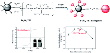 Graphical abstract: A facile preparation of immobilized naringinase on polyethyleneimine-modified Fe3O4 magnetic nanomaterials with high activity