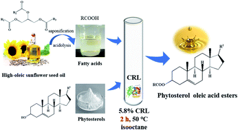 Graphical abstract: Enzymatic preparation of phytosterol esters with fatty acids from high-oleic sunflower seed oil using response surface methodology