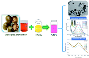 Graphical abstract: Effective reduction of nitrophenols and colorimetric detection of Pb(ii) ions by Siraitia grosvenorii fruit extract capped gold nanoparticles