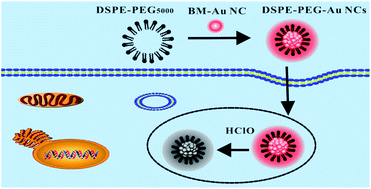 Graphical abstract: Amphiphilic polymer-encapsulated Au nanoclusters with enhanced emission and stability for highly selective detection of hypochlorous acid