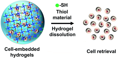 Graphical abstract: On-demand retrieval of cells three-dimensionally seeded in injectable thioester-based hydrogels