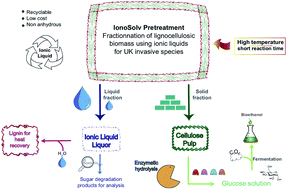 Graphical abstract: Rhododendron and Japanese Knotweed: invasive species as innovative crops for second generation biofuels for the ionoSolv process