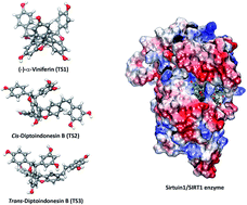 Graphical abstract: Exploration of stilbenoid trimers as potential inhibitors of sirtuin1 enzyme using a molecular docking and molecular dynamics simulation approach