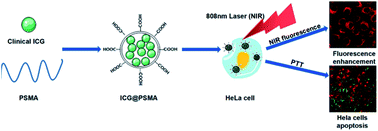 Graphical abstract: Polymer encapsulated clinical ICG nanoparticles for enhanced photothermal therapy and NIR fluorescence imaging in cervical cancer