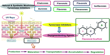 Graphical abstract: Natural and synthetic flavonoid derivatives as new potential tyrosinase inhibitors: a systematic review
