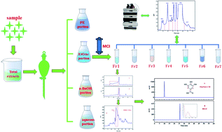 Graphical abstract: Preparative separation of gallic acid from Fallopia aubertii using middle-pressure chromatogram isolated gel coupled with reversed-phase chromatography with hydrophilic groups