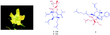 Graphical abstract: Hyperacmosins K–M, three new polycyclic polyprenylated acylphloroglucinols from Hypericum acmosepalum