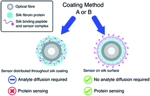 Graphical abstract: Protein detection enabled using functionalised silk-binding peptides on a silk-coated optical fibre