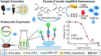 Graphical abstract: Enzyme cascade-amplified immunoassay based on the nanobody–alkaline phosphatase fusion and MnO2 nanosheets for the detection of ochratoxin A in coffee