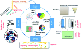 Graphical abstract: Microbial diversity in full-scale water supply systems through sequencing technology: a review