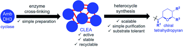 Graphical abstract: Cross-linking of a polyketide synthase domain leads to a recyclable biocatalyst for chiral oxygen heterocycle synthesis