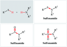 Graphical abstract: Direct synthesis of sulfenamides, sulfinamides, and sulfonamides from thiols and amines