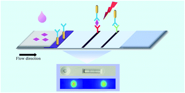 Graphical abstract: Development of a gold-nanorod-based lateral flow immunoassay for a fast and dual-modal detection of C-reactive protein in clinical plasma samples