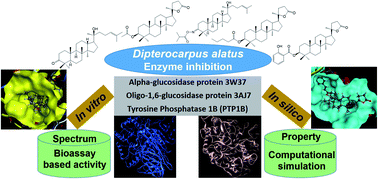 Graphical abstract: Newly synthesised oxime and lactone derivatives from Dipterocarpus alatus dipterocarpol as anti-diabetic inhibitors: experimental bioassay-based evidence and theoretical computation-based prediction
