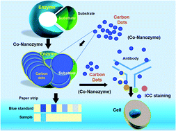 Graphical abstract: A carbon dot-based Co-nanozyme with alkaline phosphatase – mechanism and application