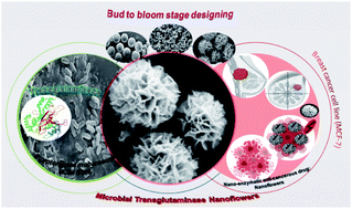 Graphical abstract: Microbial transglutaminase nanoflowers as an alternative nanomedicine for breast cancer theranostics
