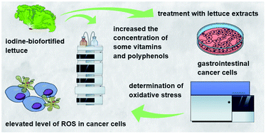 Graphical abstract: Anti- and pro-oxidant potential of lettuce (Lactuca sativa L.) biofortified with iodine by KIO3, 5-iodo- and 3,5-diiodosalicylic acid in human gastrointestinal cancer cell lines