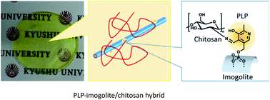 Graphical abstract: Preparation and characterization of an imogolite/chitosan hybrid with pyridoxal-5′-phosphate as an interfacial modifier