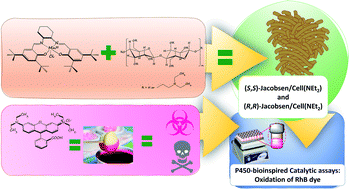 Graphical abstract: Rhodamine B oxidation promoted by P450-bioinspired Jacobsen catalysts/cellulose systems