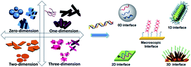 Graphical abstract: DNA interfaces with dimensional materials for biomedical applications