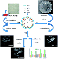 Graphical abstract: A new PLA–Tween composited drug-carrying C60–Fe3O4 multifunctional ultrasound contrast agent based on three kinds of lesions