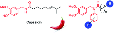Graphical abstract: Boron-containing capsaicinoids