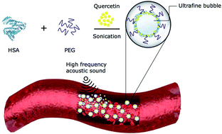 Graphical abstract: Utilizing polymer-conjugate albumin-based ultrafine gas bubbles in combination with ultra-high frequency radiations in drug transportation and delivery