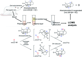 Graphical abstract: Catalytic approach to in vivo metabolism of atractylenolide III using biomimetic iron–porphyrin complexes