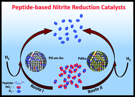 Graphical abstract: Peptide-directed Pd-decorated Au and PdAu nanocatalysts for degradation of nitrite in water