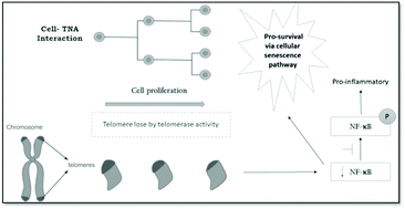 Graphical abstract: Genome-nanosurface interaction of titania nanotube arrays: evaluation of telomere, telomerase and NF-κB activities on an epithelial cell model
