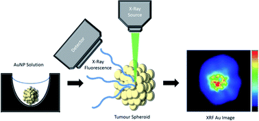Graphical abstract: Benchtop X-ray fluorescence imaging as a tool to study gold nanoparticle penetration in 3D cancer spheroids