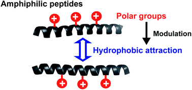 Graphical abstract: A minireview on the perturbation effects of polar groups to direct nanoscale hydrophobic interaction and amphiphilic peptide assembly