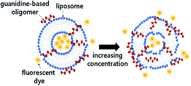 Graphical abstract: Liposome leakage and increased cellular permeability induced by guanidine-based oligomers: effects of liposome composition on liposome leakage and human lung epithelial barrier permeability