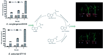 Graphical abstract: Characterization and synthesis of indole-3-acetic acid in plant growth promoting Enterobacter sp.