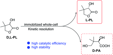 Graphical abstract: Industrial kinetic resolution of d,l-pantolactone by an immobilized whole-cell biocatalyst