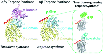 Graphical abstract: Validation of an insertion-engineered isoprene synthase as a strategy to functionalize terpene synthases