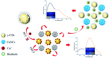 Graphical abstract: Ratiometric fluorescence probe of Cu2+ and biothiols by using carbon dots and copper nanoclusters