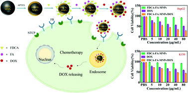Graphical abstract: Folic acid and deoxycholic acid derivative modified Fe3O4 nanoparticles for efficient pH-dependent drug release and multi-targeting against liver cancer cells