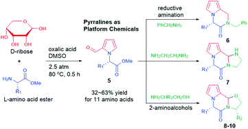 Graphical abstract: Ribose conversion with amino acids into pyrraline platform chemicals – expeditious synthesis of diverse pyrrole-fused alkaloid compounds